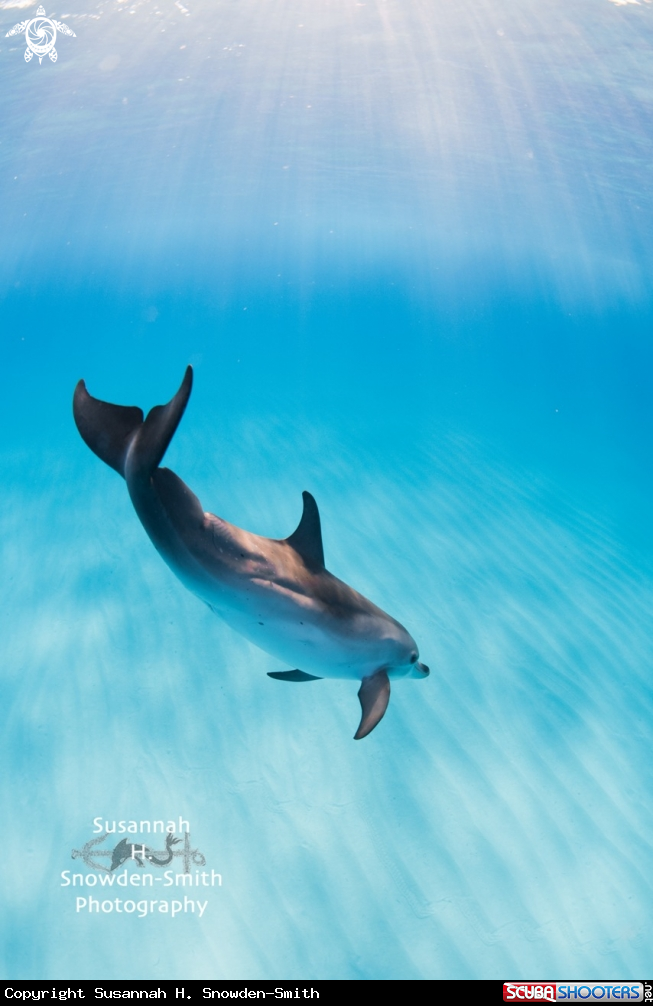 A Atlantic Spotted Dolphin