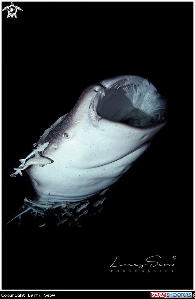 A Whale Shark in the Night