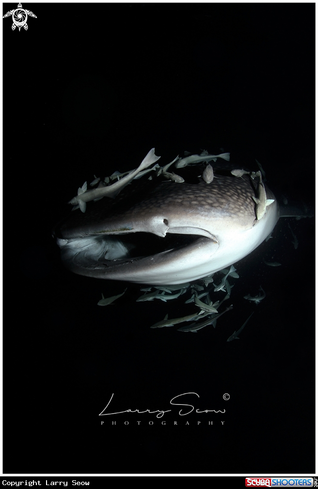 A Whale Shark in the Night