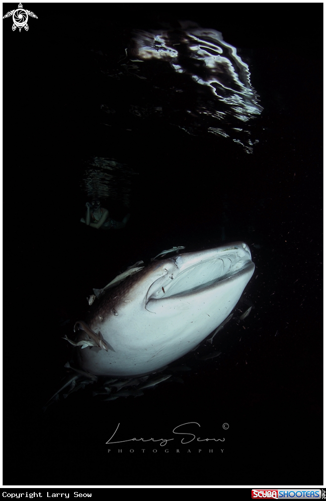A Whale Shark in the Night