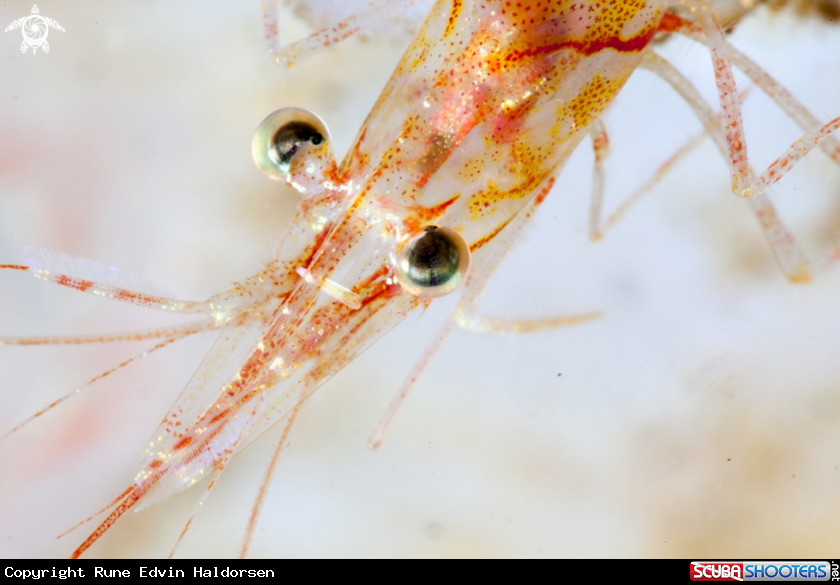 A Shrimp