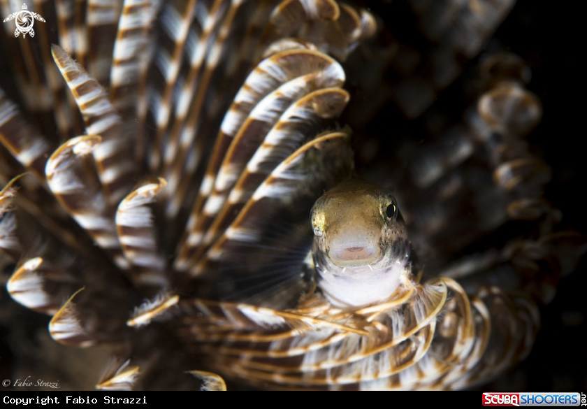 A Blenny