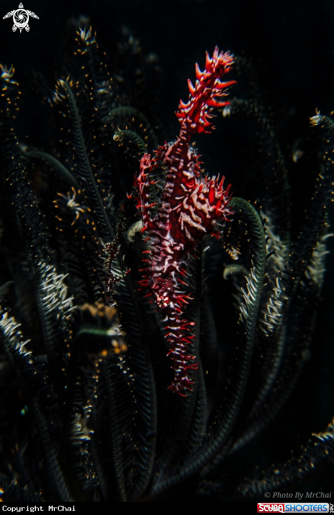 A Ghost pipe fish