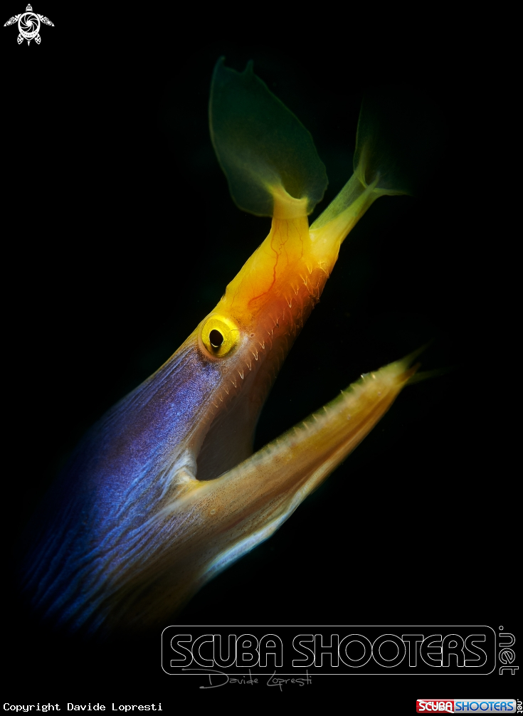 A Moray eel