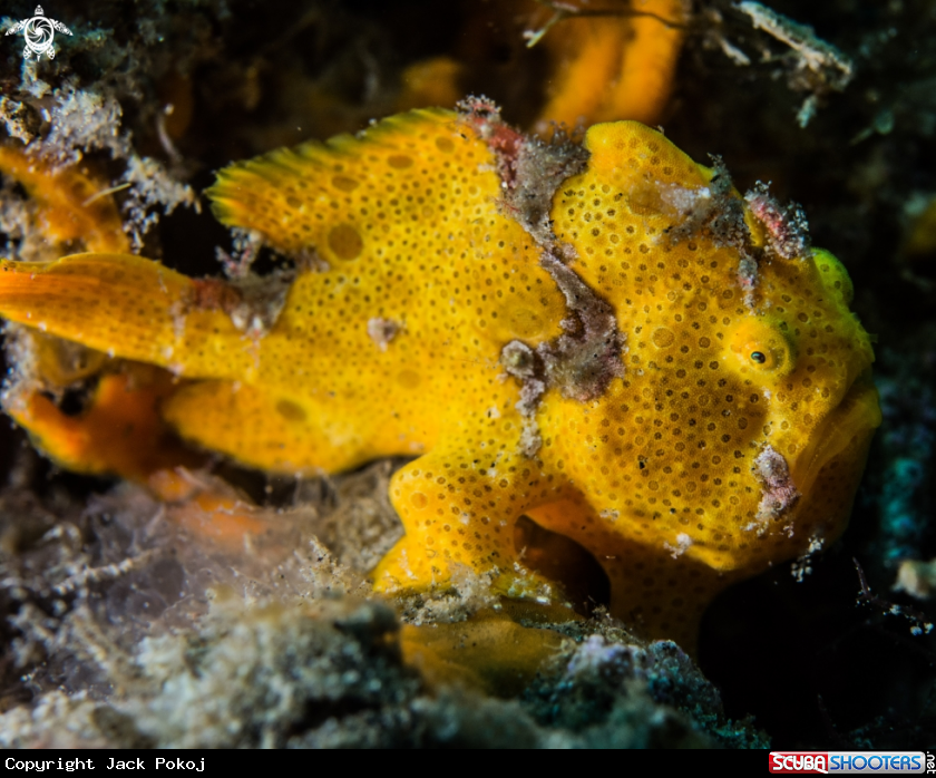 A Painted frogfish