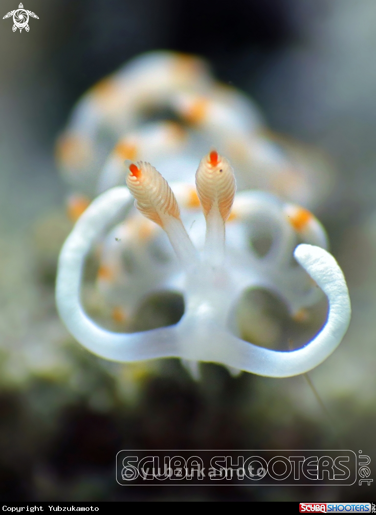 A Flabellina Bicolor