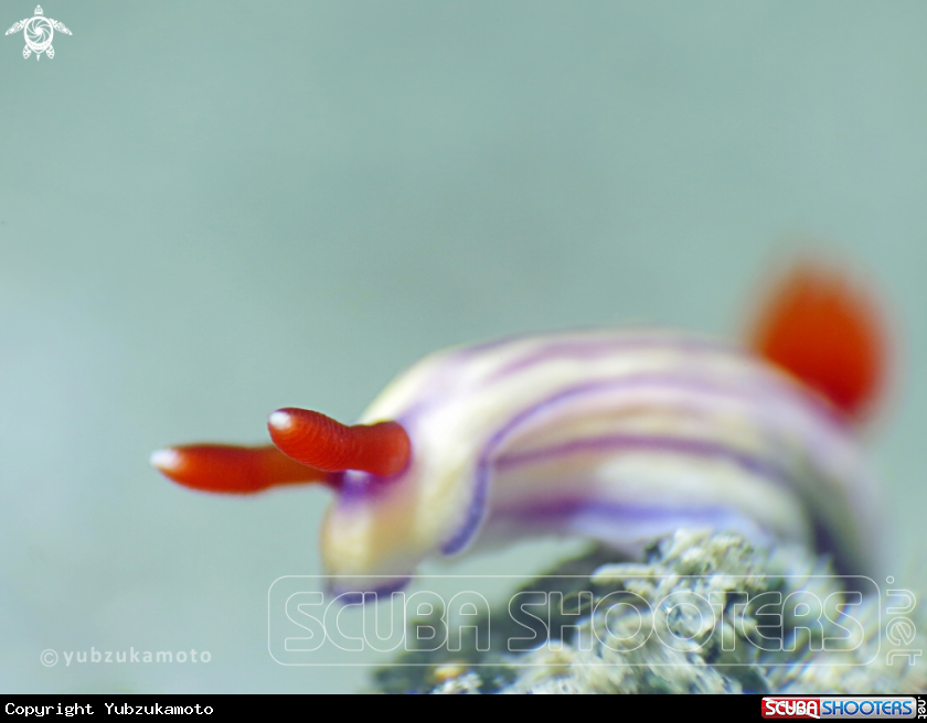 A Hypselodoris