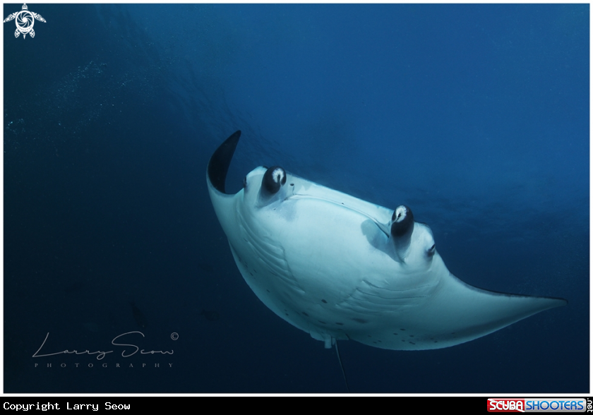 A Manta Ray