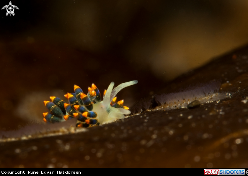 A  Tenellia caerulea
