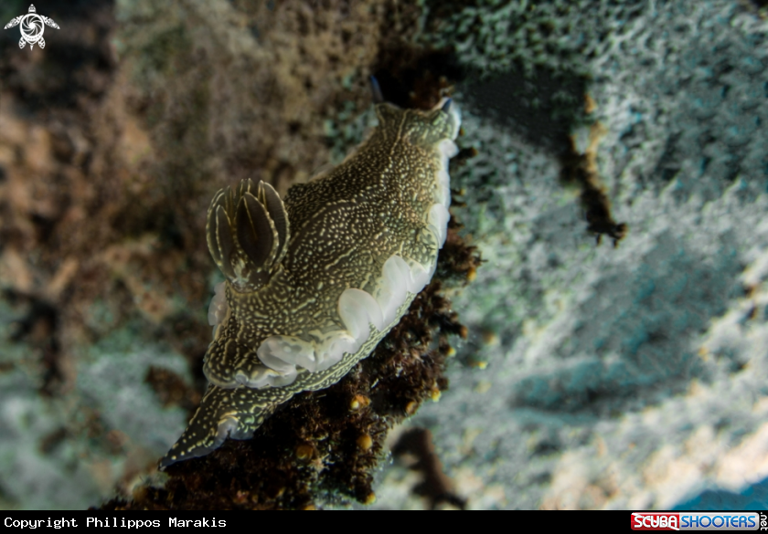 A Nudibranch