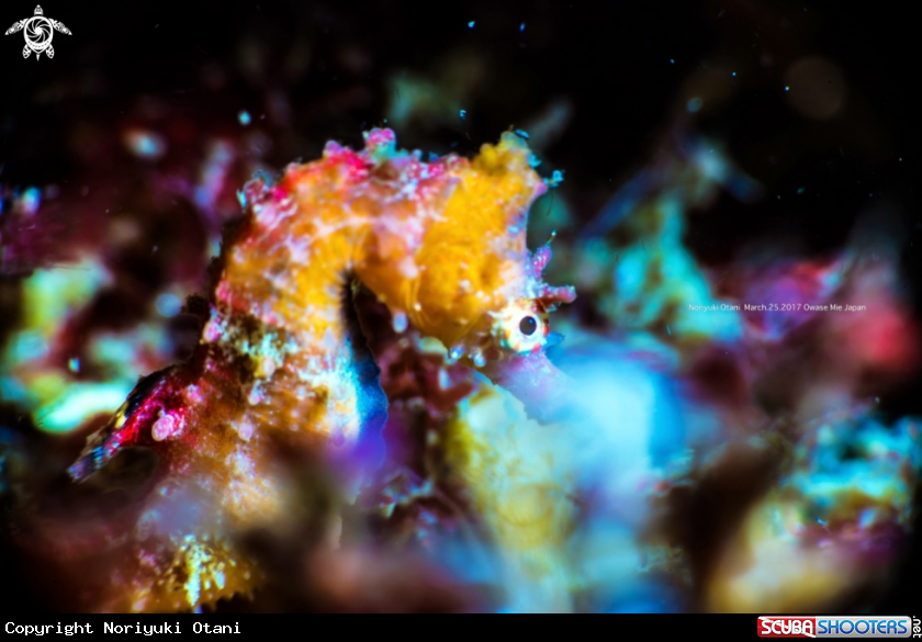 A Seahorse