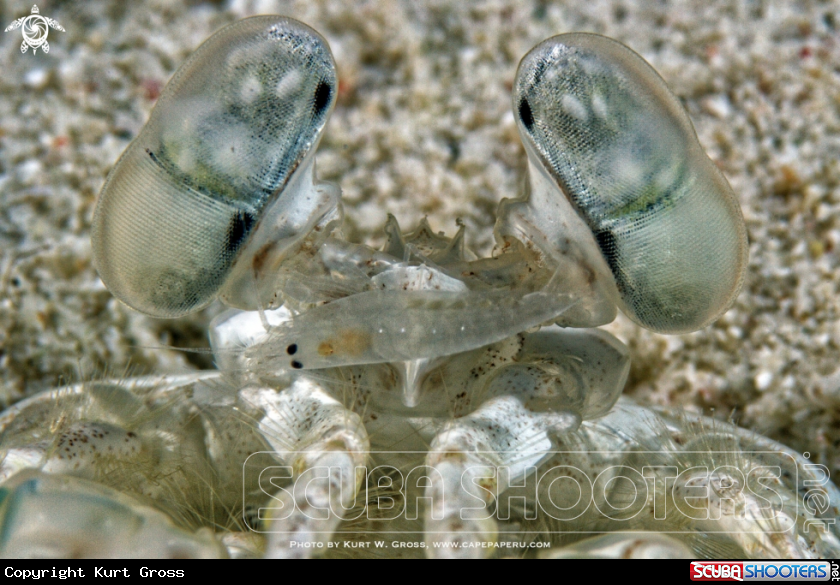 A Shrimp