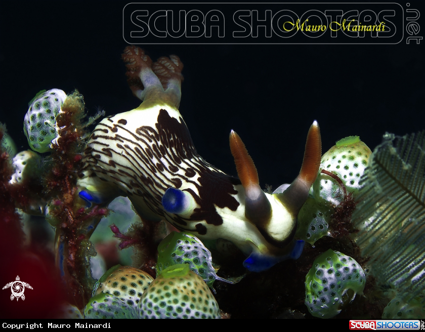 A Nudibranch