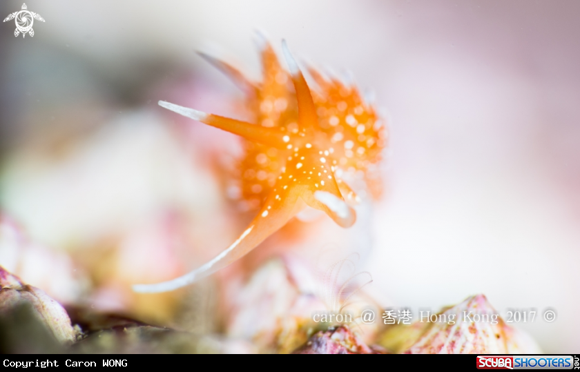 A Nudibranch