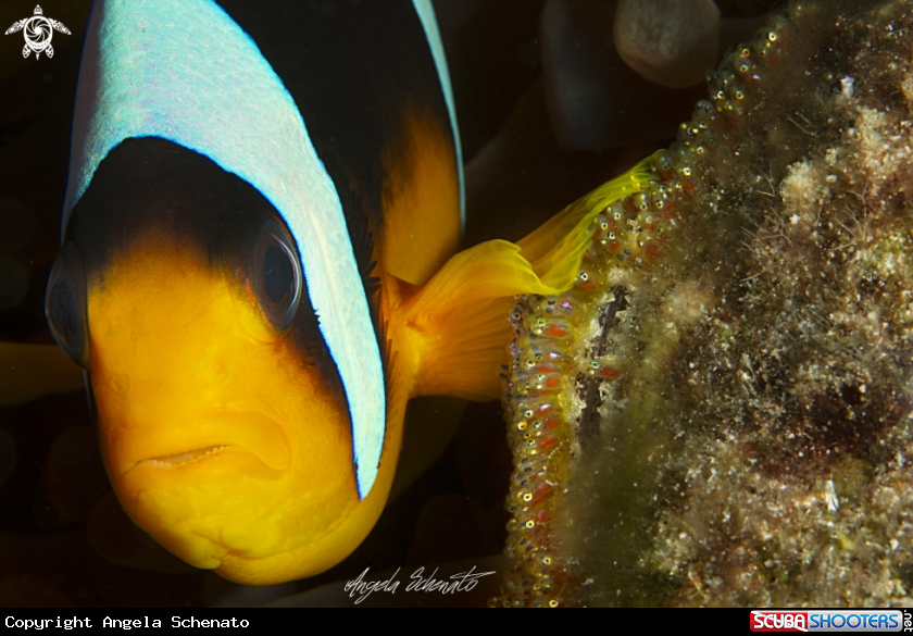 A Clown fish and eggs 