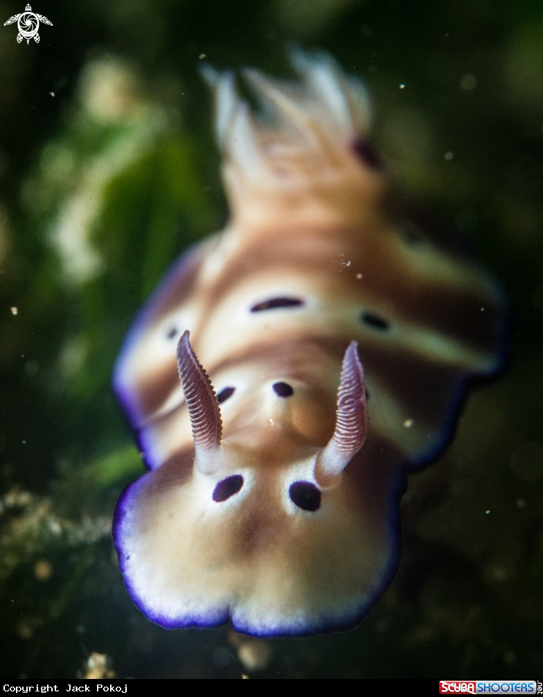 A Hypselodoris tryoni