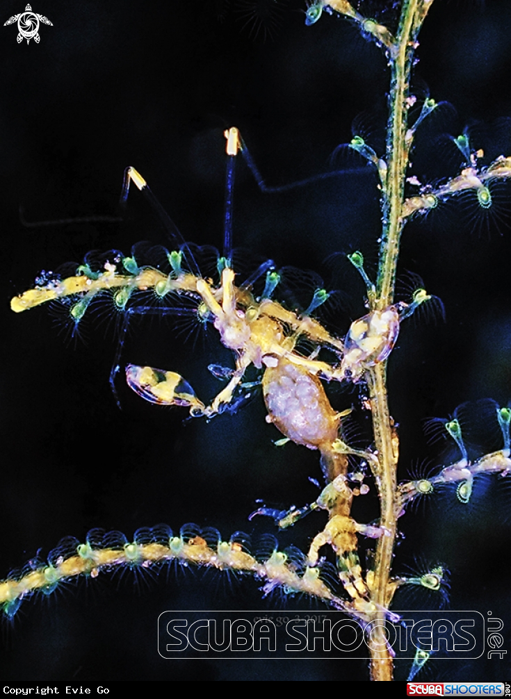 A Skeleton Shrimp