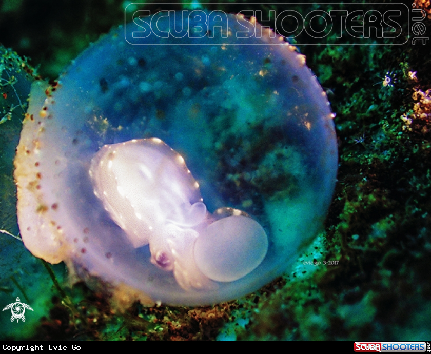 A Flamboyant cuttlefish baby