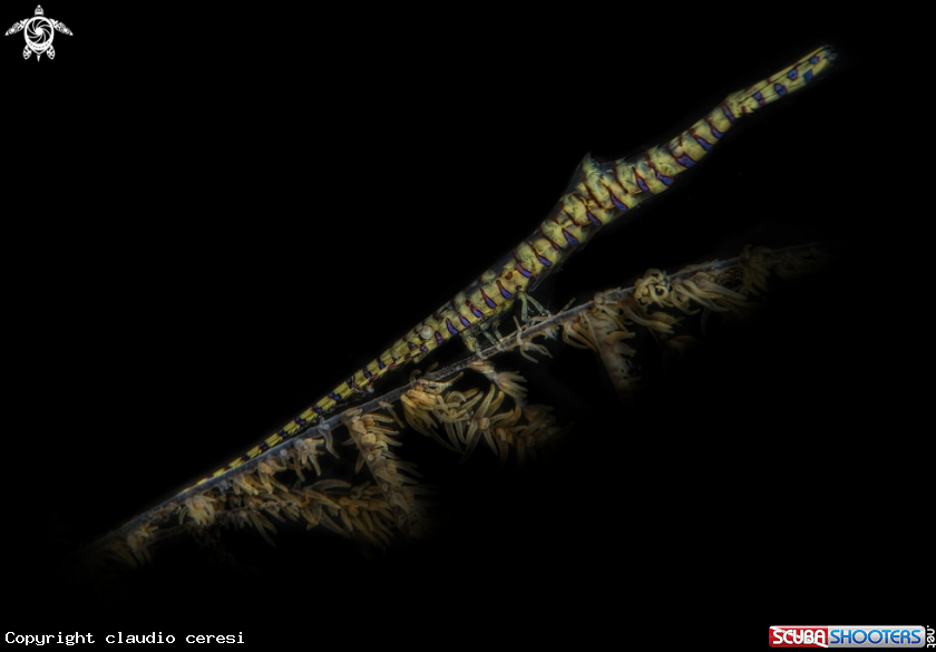 A Saw-Blade Shrimp