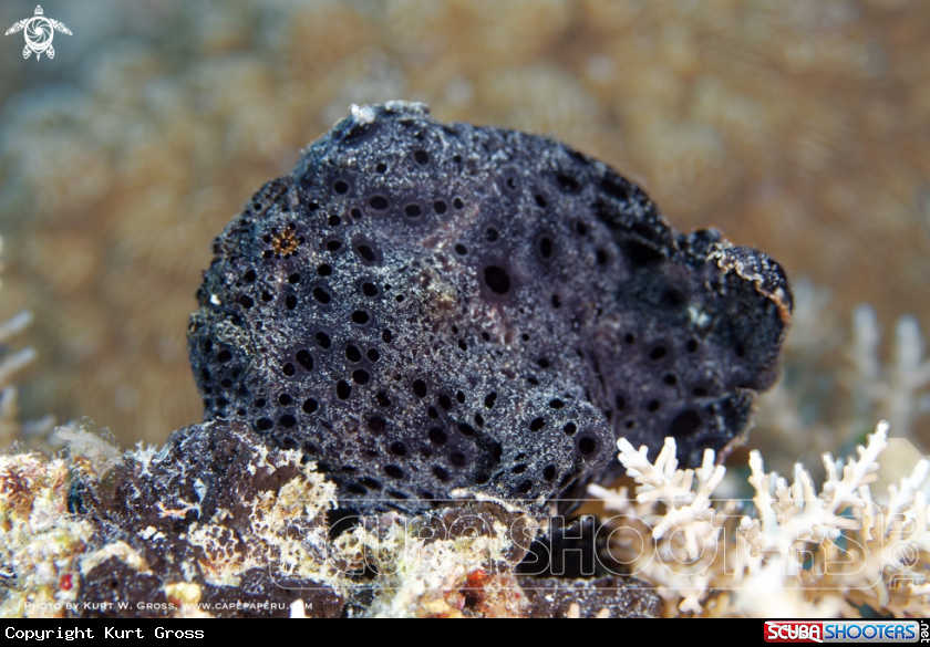 A Frogg fish