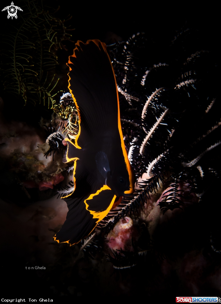 A Juv. Batfish