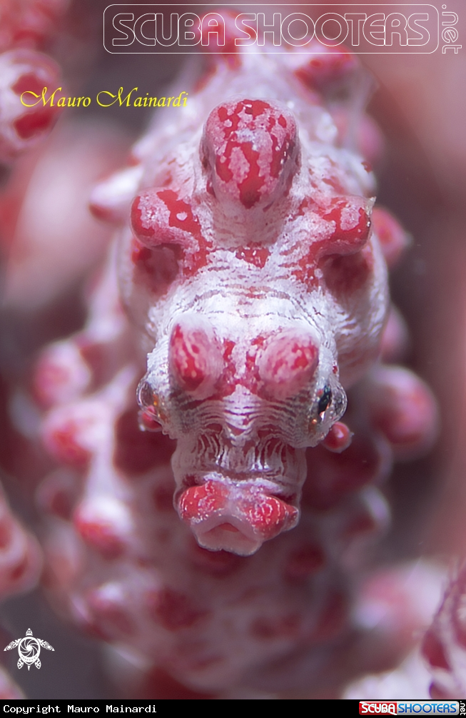 A Pygmy seahorse