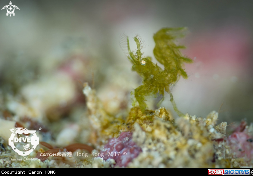A Hairy Shrimp