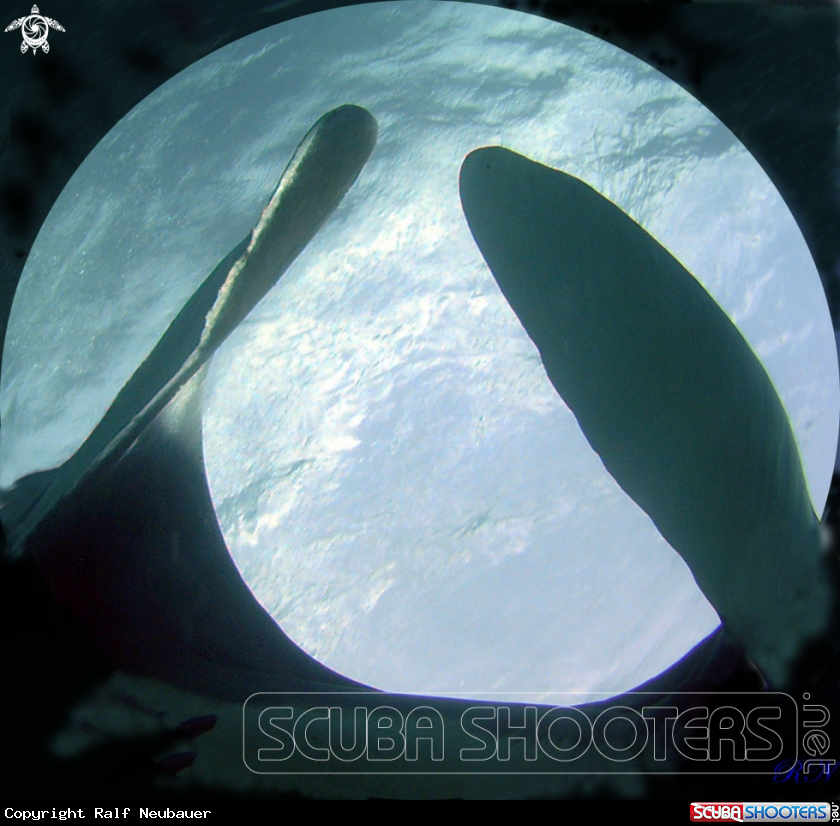 A underwater creature