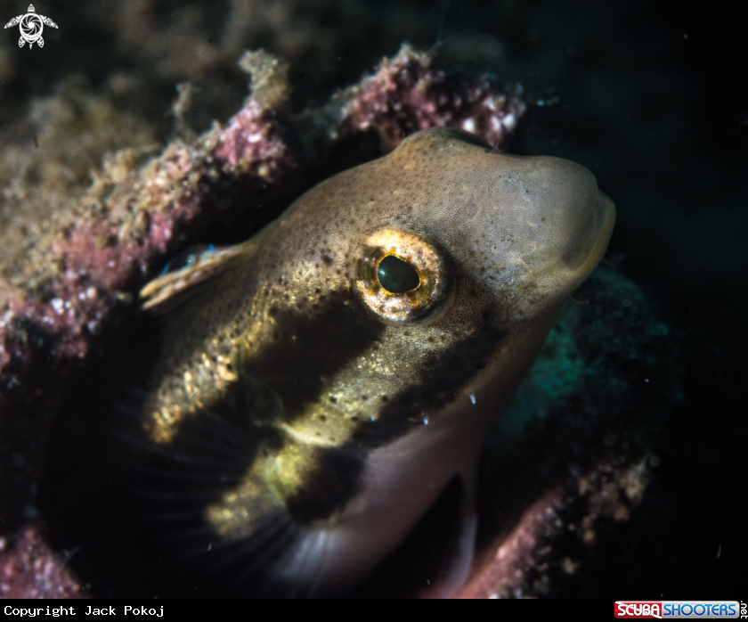 A Blenny