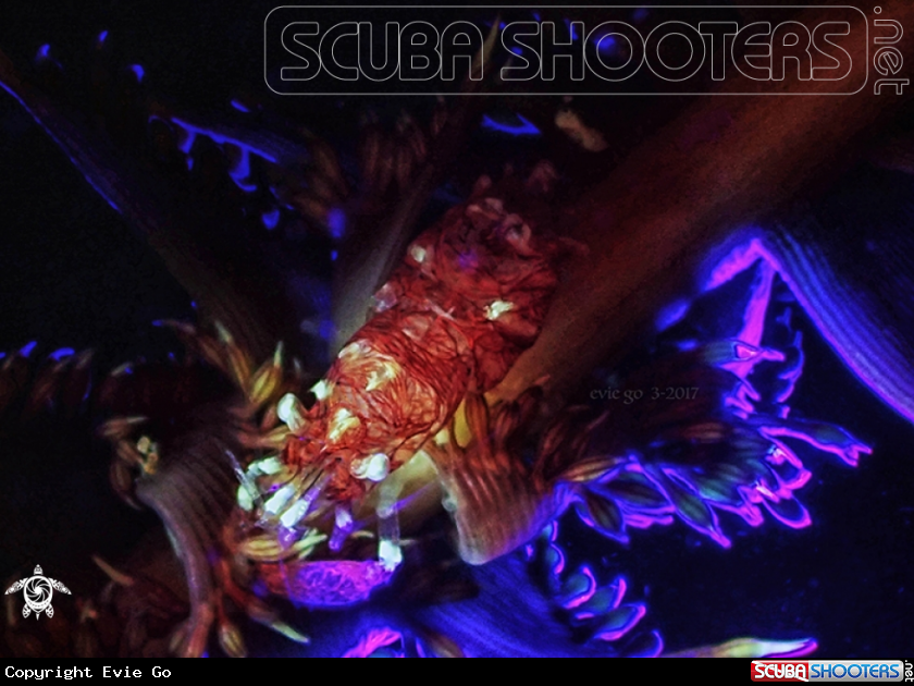 A Horned Sea Pen Shrimp