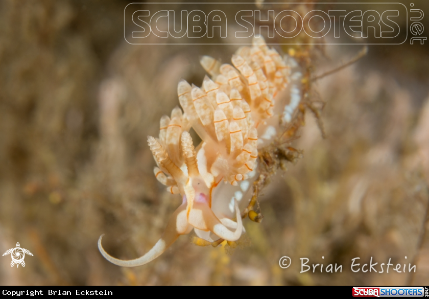 A Engel's Flabellina