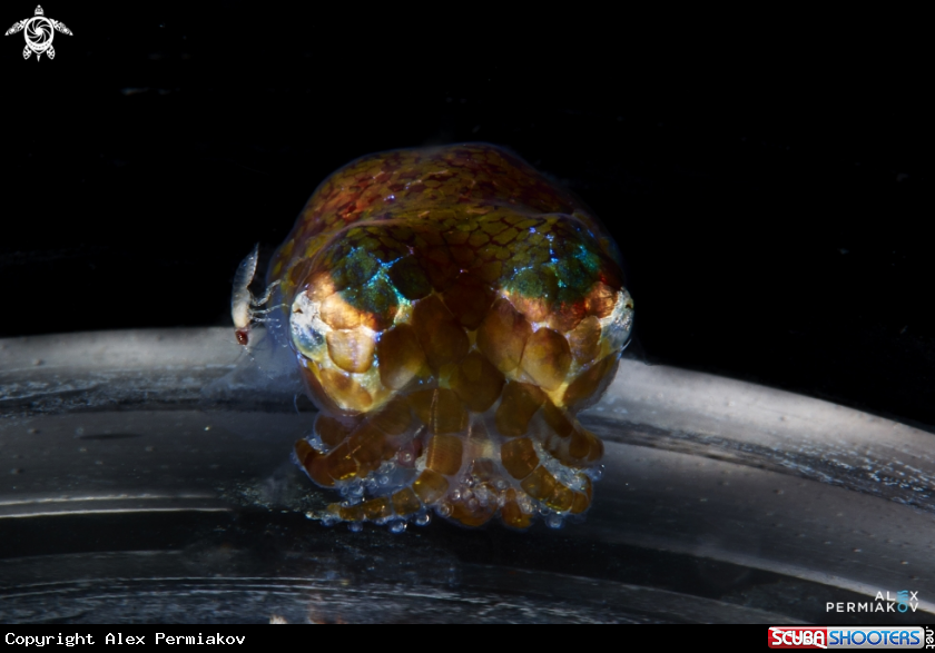 A Bobtail squid