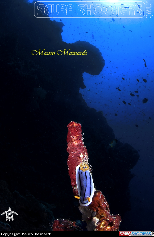A Nudi