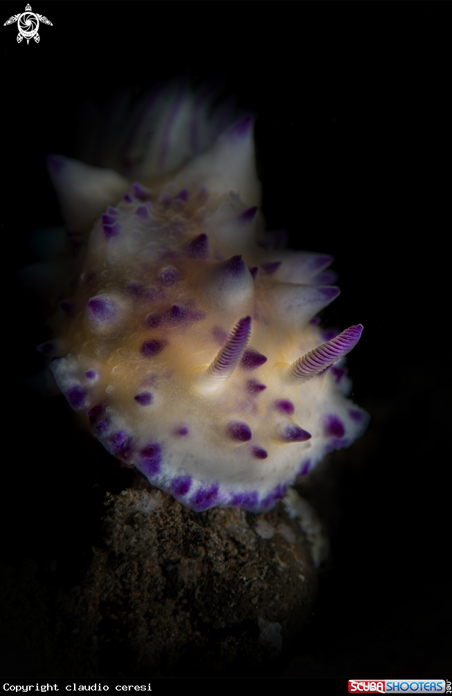A Mexichromis multituberculata 