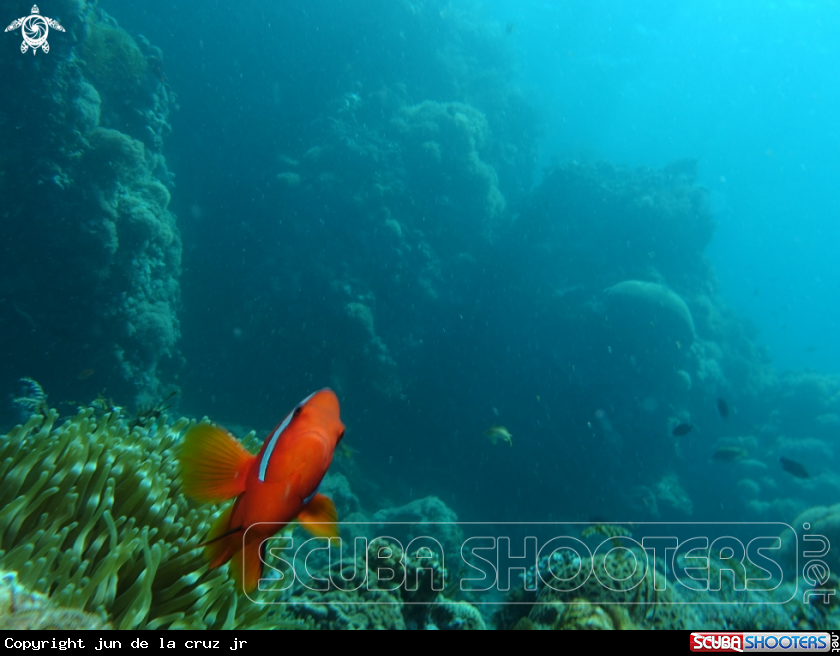 A anemonefish