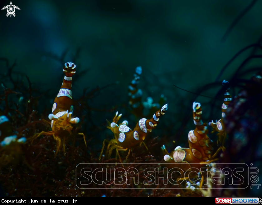 A harlequin shrimp