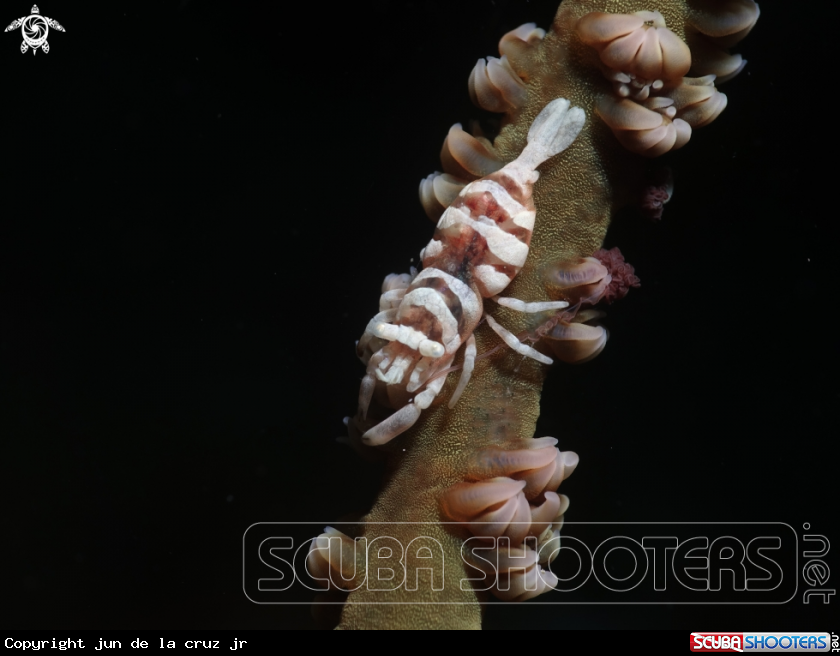 A wire coral shrimp