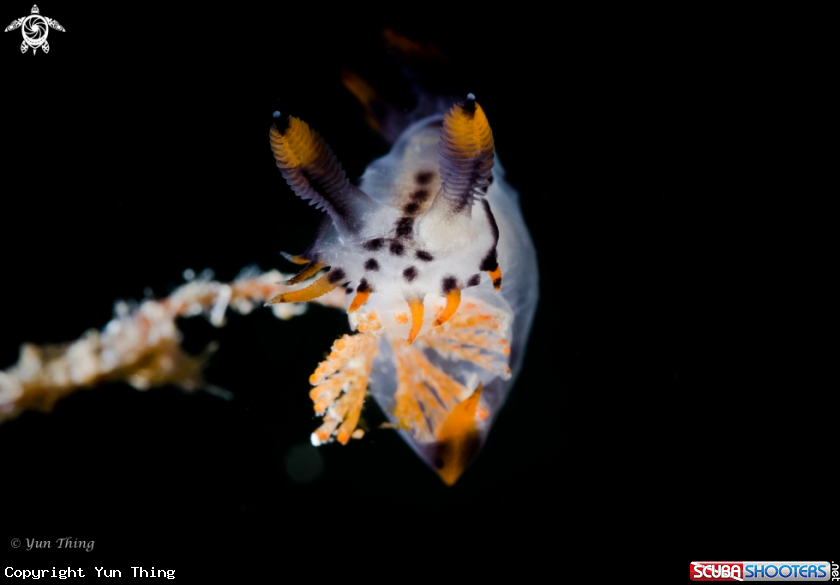 A Nudibranch