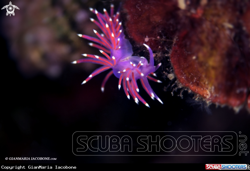 A nudi