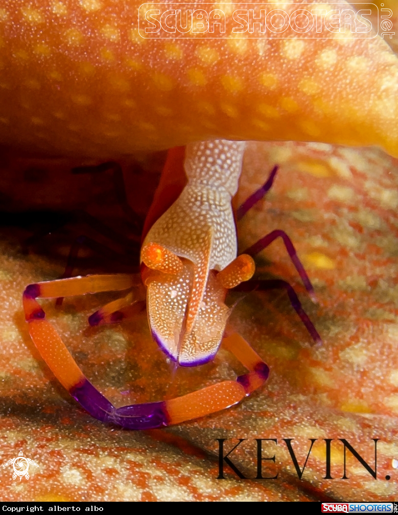 A underwater creature