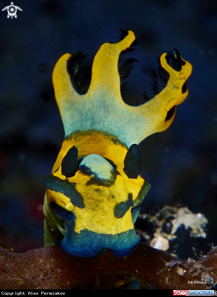 A Nudibranch