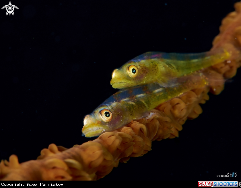 A Goby