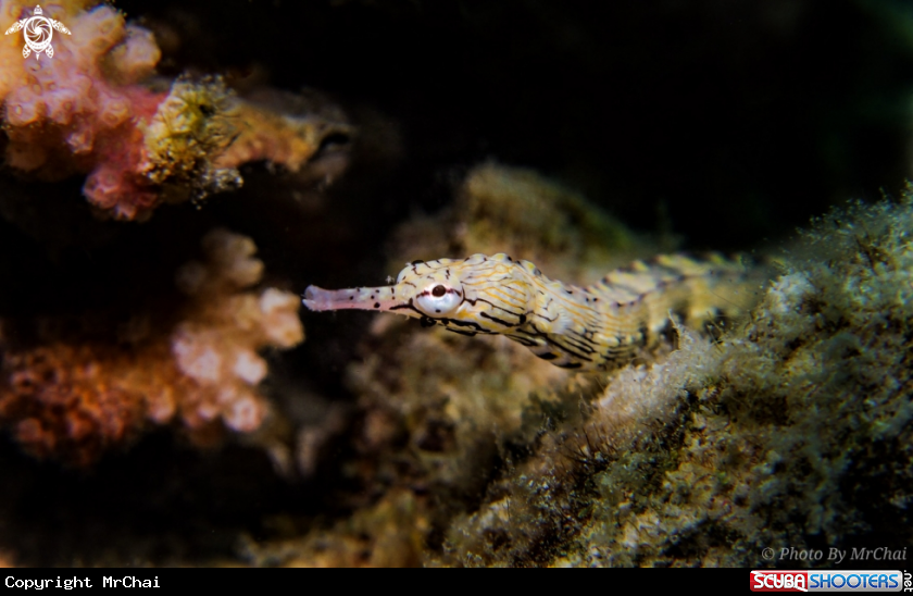 A pipefish