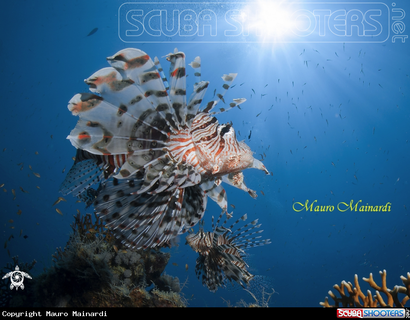 A Lionfish