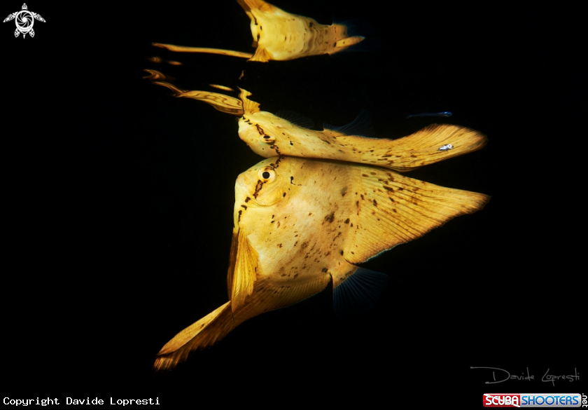 A Juvenile Batfish