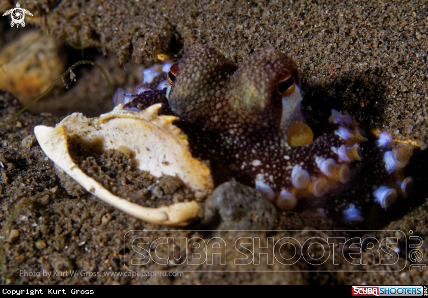 A Long arm Octopus