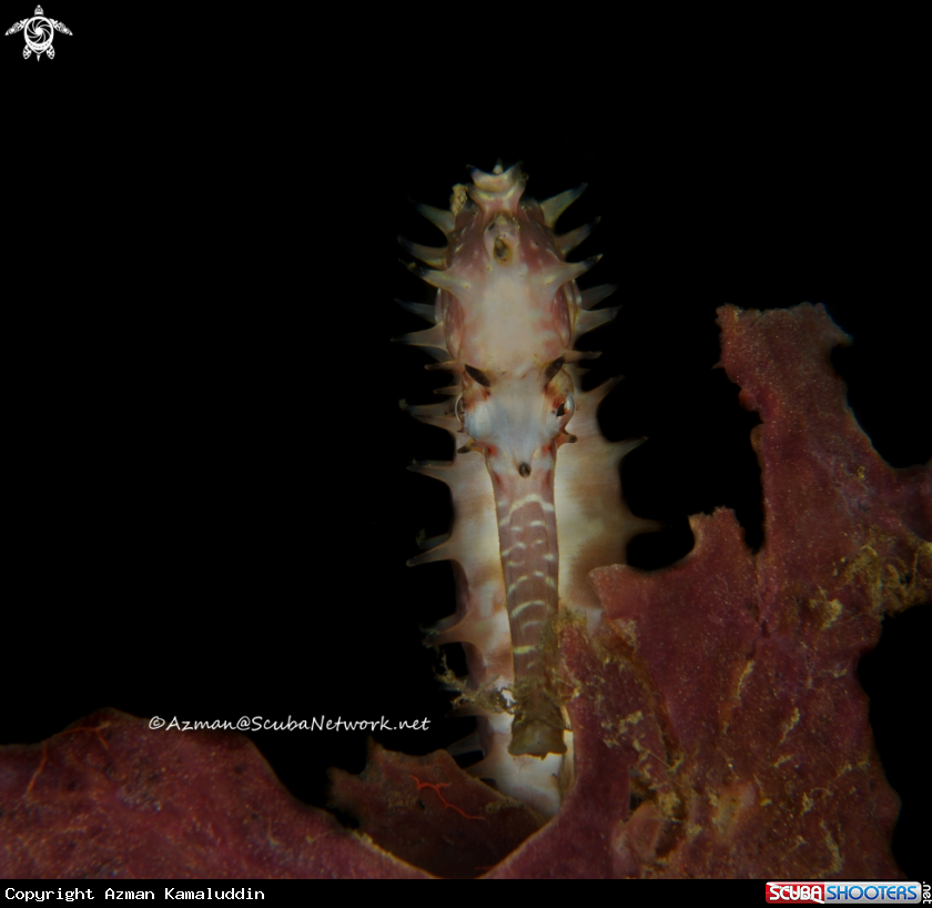 A Sea Horse