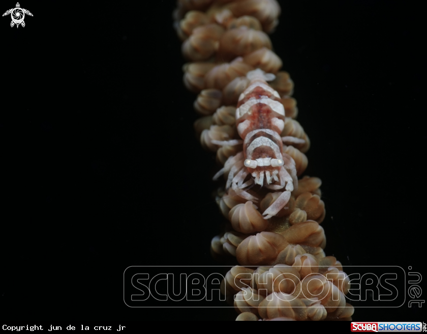 A wire coral shrimp