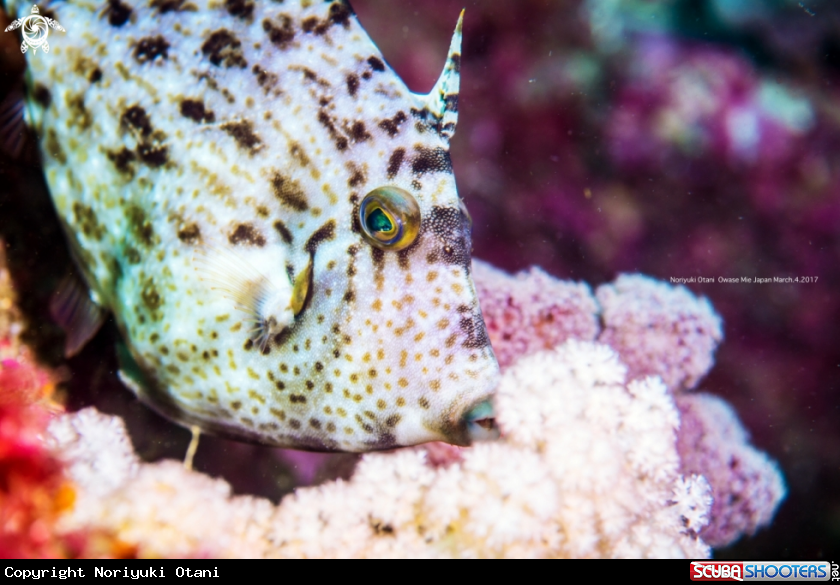 A Thread-sail filefish