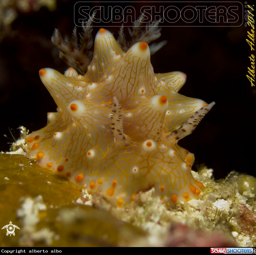 A underwater creature